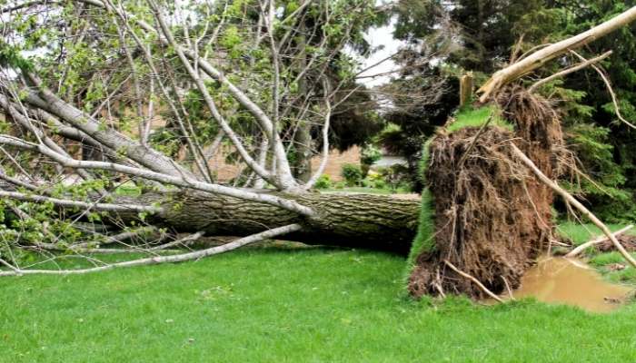 emergency tree removal