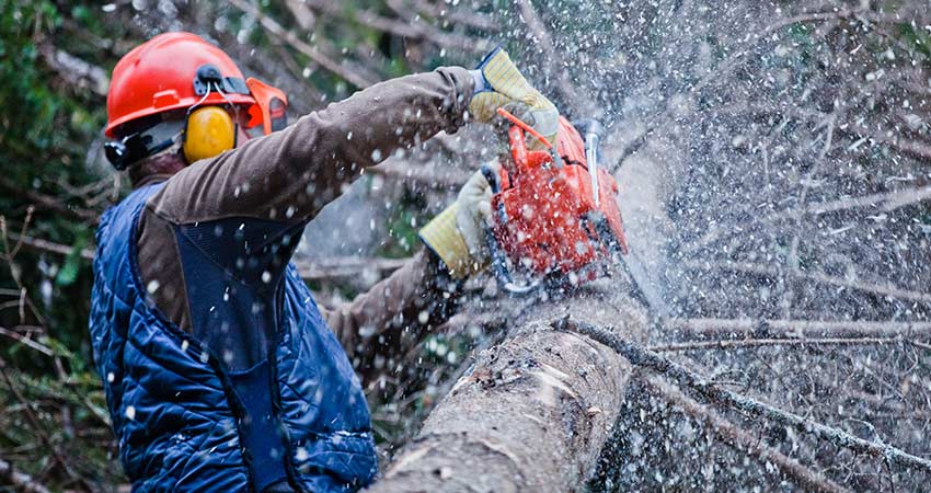 tree removal