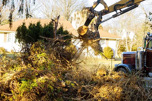 emergency tree removal