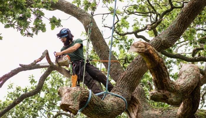 residential tree removal